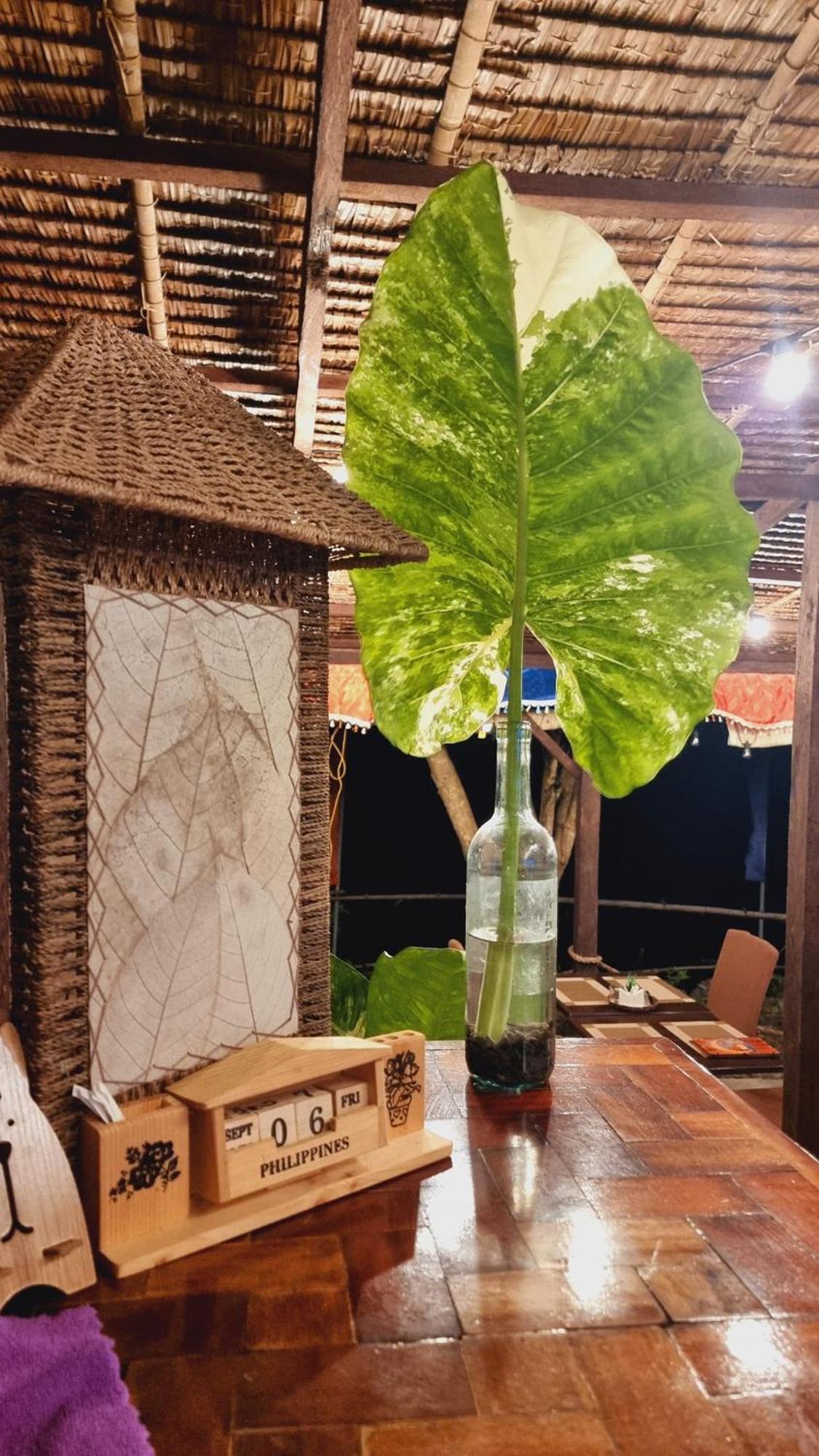 道伊斯 Jush Native And Glamping酒店 外观 照片
